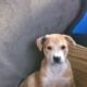 for sale american staff mixed with rat terrier