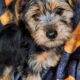 Morkie Boy Blue