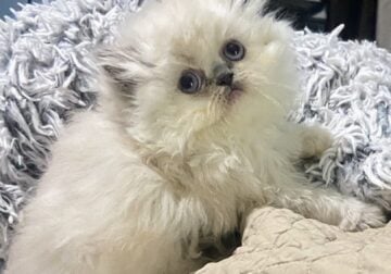Persian kittens