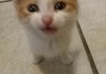 Adorable Kittens need a good home