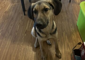 Free Dog needs fostering or rehoming