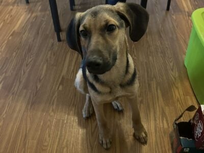 Free Dog needs fostering or rehoming