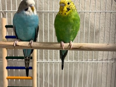 2 Parakeets with cage and feed