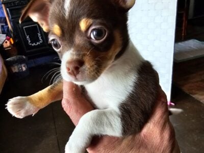 Male chihuahua