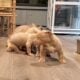 American Bully puppies for sale