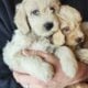 Miniature Goldendoodles