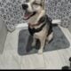 Sweet 3-Year Old Husky-German Shepherd Mix Rescue