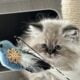 Persian kittens