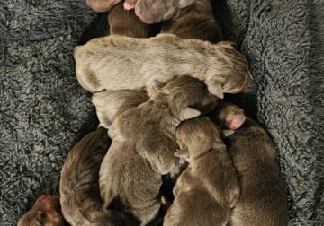 Tri color blue pitbulls