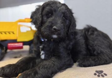Golden Doodle Puppies