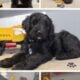 Golden Doodle Puppies