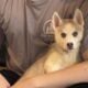 AKC Registered Siberian Husky Pups