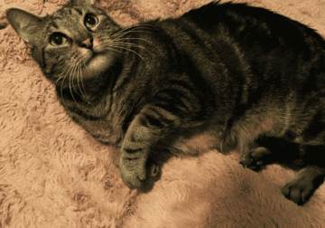 Senior tabby ZIGGY desperately needs you