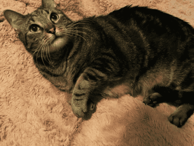 Senior tabby ZIGGY desperately needs you