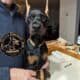 Doberman Pinscher puppies for sale!