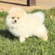 CKC Pomeranian: Danny Boy male