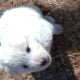Beautiful Great Pyrenees puppies!