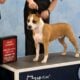 American Staffordshire Terrier – Spayed Female
