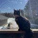 Torti Medium Hair Female 6 months