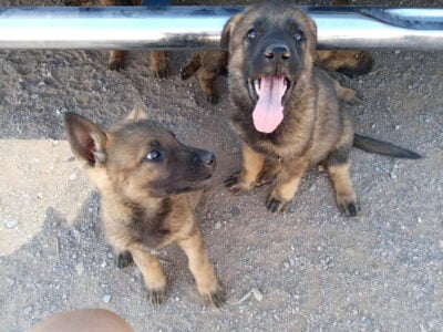 German shepherd puppies