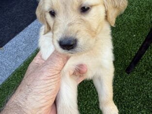 Girl Golden retriever