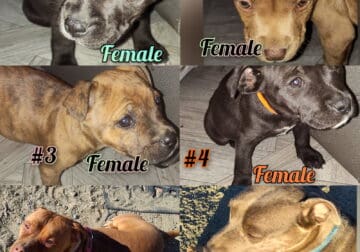Fawn pitbull