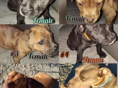 Fawn pitbull