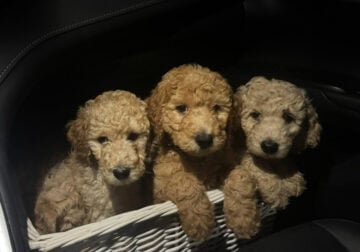 Goldendoodle Puppies For sale
