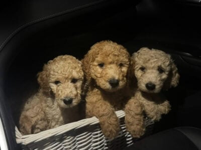 Goldendoodle Puppies For sale