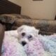 Maltipoo for Sale – Meet Tanner
