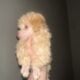 Tiny toy poodles