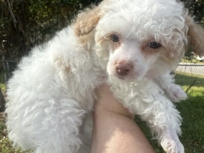 Tiny toy poodles