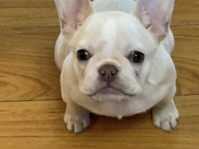 French bulldog
