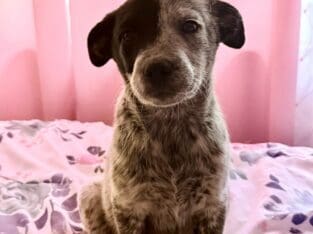 Blue heeler/texas heeler