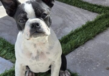 Puppy Boston terrier