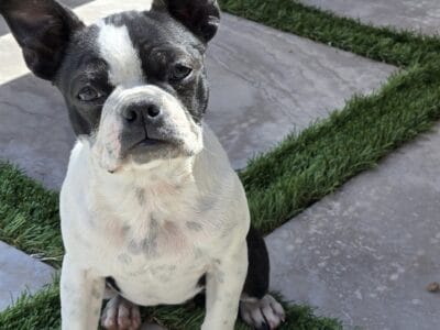 Puppy Boston terrier