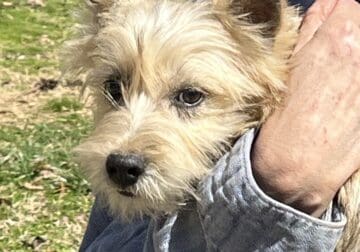 8 month old Schnauzer / Yorkie mix