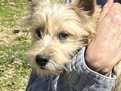 8 month old Schnauzer / Yorkie mix