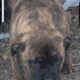 Boerboels