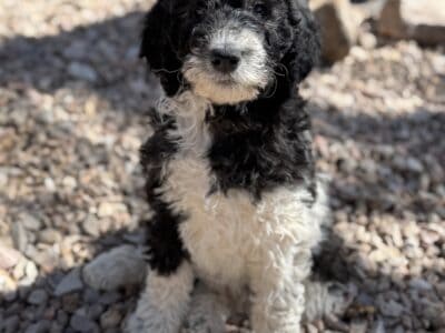 F1b English Goldendoodle Parti Female 2