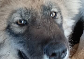 AKC Siberian Husky Halsin