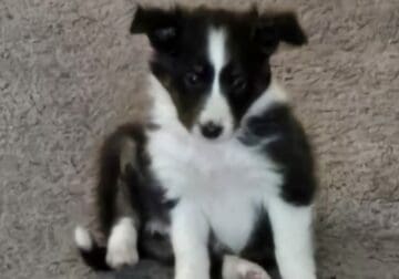Female sheltie