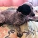 Blue heeler/texas heeler