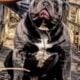 Blue and white female F1 Olde English Bulldogge