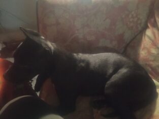 Black American PitBull