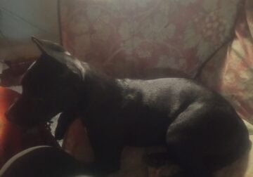 Black American PitBull