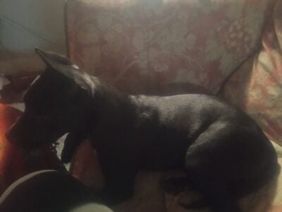 Black American PitBull
