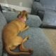 Puppy Needs Good Home