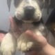 Cane Corso American Bulldog Red Nose Pitbull