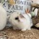 Holland lop x mini plush lop bunnies